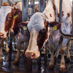 cows in a farm. Dairy cows in a farm.