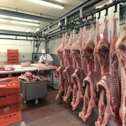 Sides of pork in cold storage of a slaughterhouse